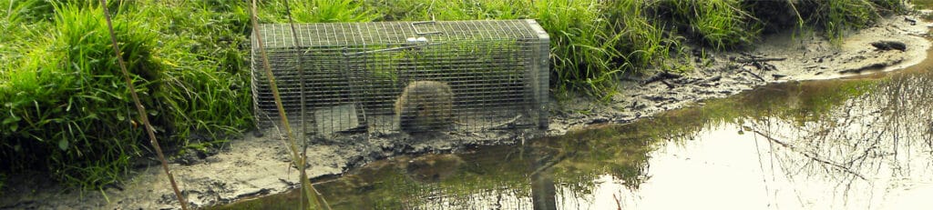 Campagne de piégeage des rongeurs aquatiques dans le Bas-Léon