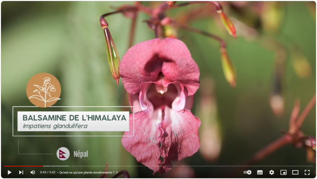 Herbe de la Pampa, Renouée du Japon, Balsamine de l'Himalaya sont autant de plantes envahissantes présentes sur le Bas-Léon...