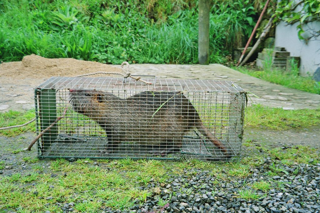 Piégeage des rats musqués et ragondins : le Bas-Léon lance un appel à bénévoles
